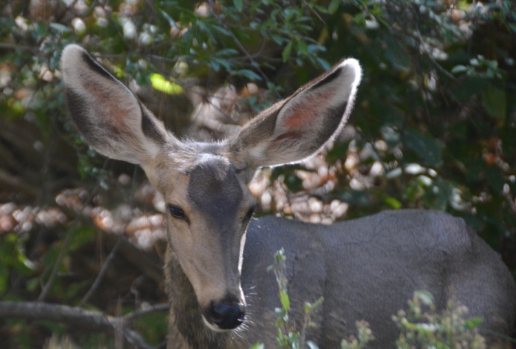 mule deer seen on Nature Trail